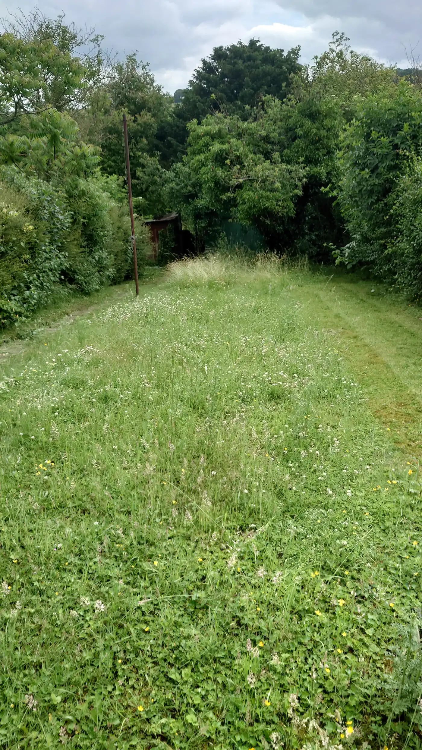 Long garden overgrown with waist-high grass and brambles before clearance work began