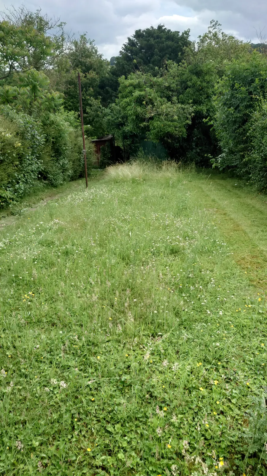 Long garden overgrown with waist-high grass and brambles before clearance work began