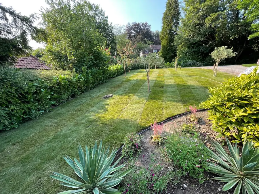 A large lawn cut in stripes running between deep planted borders and young trees in a sunlit Norwich garden