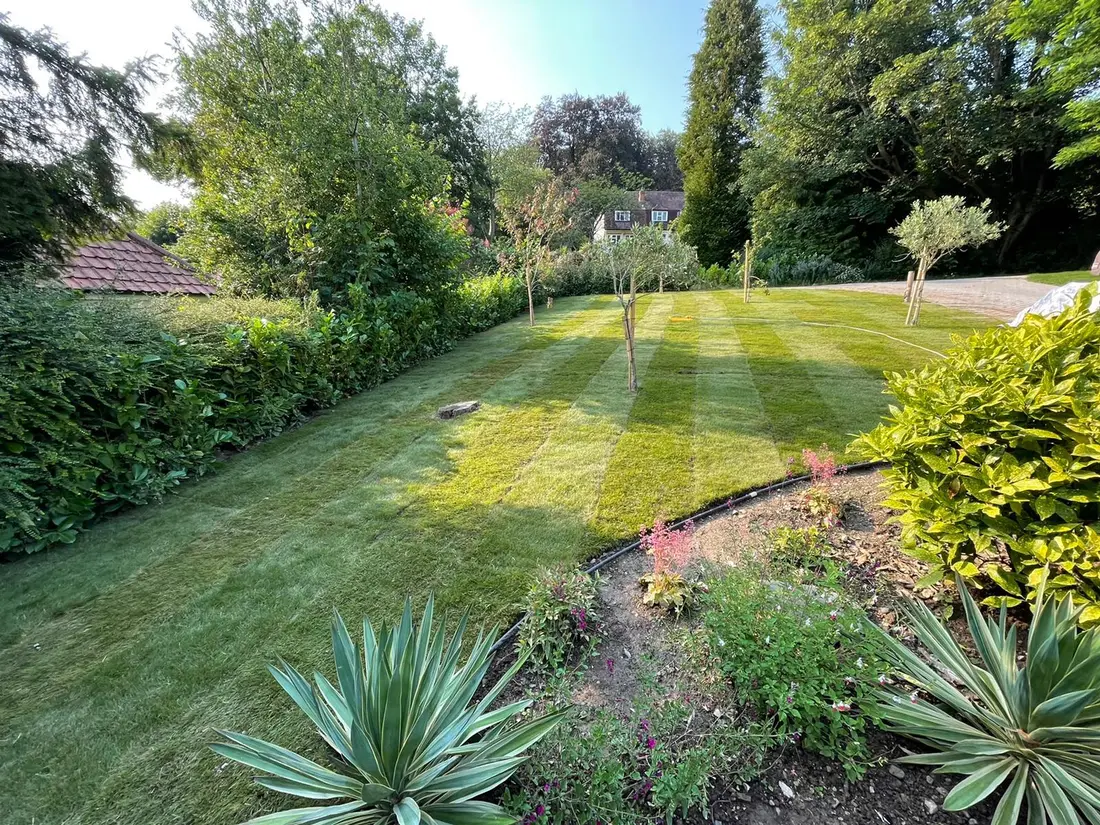 A large lawn cut in stripes running between deep planted borders and young trees in a sunlit Norwich garden