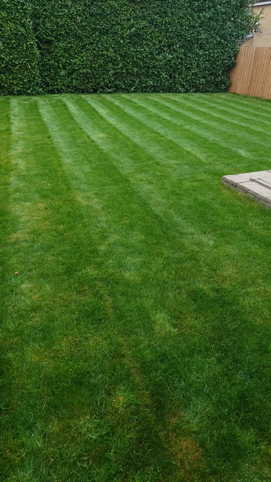Freshly mown lawn with clear mower stripes running beside a tall clipped hedge