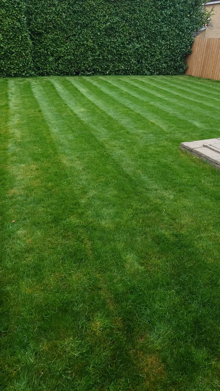 Freshly mown lawn with clear mower stripes running beside a tall clipped hedge